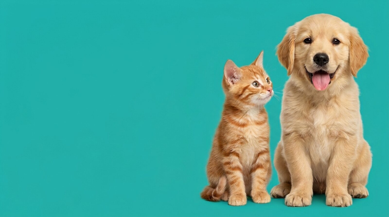 Un chiot golden retriever et un chaton roux assis côte à côte